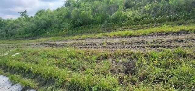 Grassy roadside with muddy tire tracks along a dirt path, bordered by dense green trees under a cloudy sky.